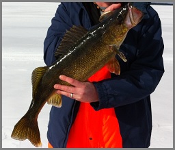 Loads of Walleye